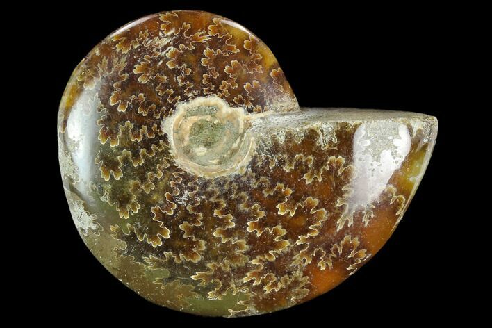 Polished, Agatized Ammonite (Cleoniceras) - Madagascar #119154